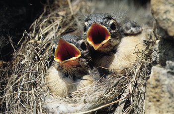 M. cinerea (© Fernando di Fabrizio)