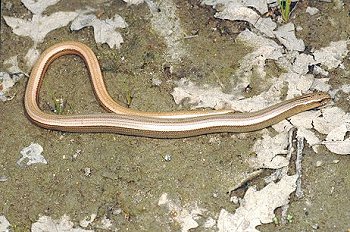 A. fragilis (© Paolo Mazzei)