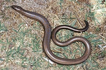 A. fragilis (© Paolo Mazzei)