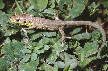 L. viridis (© Paolo Mazzei)