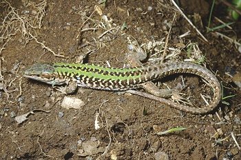 P. sicula (© Paolo Mazzei)