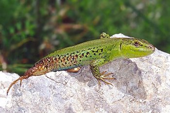 P. sicula (© Ilaria Pimpinelli)