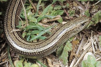 C. chalcides (© Paolo Mazzei)
