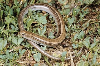 C. chalcides (© Paolo Mazzei)