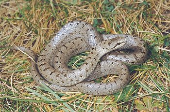C. austriaca (© Paolo Mazzei)