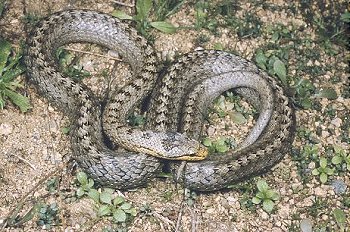 C. austriaca (© Paolo Mazzei)