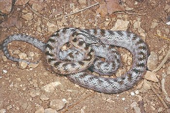 C. girondica (© Paolo Mazzei)