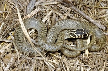 C. viridiflavus (© Paolo Mazzei)