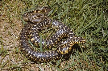 C. viridiflavus (© Paolo Mazzei)