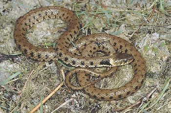 N. natrix (© Paolo Mazzei)