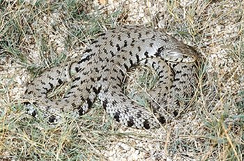 N. natrix (© Paolo Mazzei)
