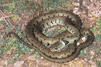 N. natrix (© Paolo Mazzei)