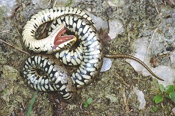 N. natrix (© Paolo Mazzei)