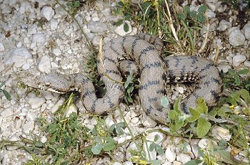 V. aspis (© Paolo Mazzei)