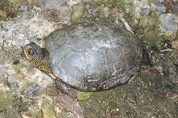 E. orbicularis (© Paolo Mazzei)