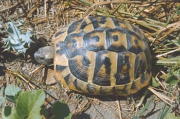 T. hermanni (© Paolo Mazzei)