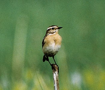 S. rubetra (© (autore da inserire))