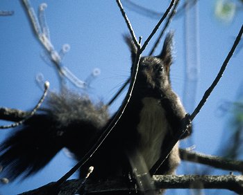 S. vulgaris (© Fernando di Fabrizio)