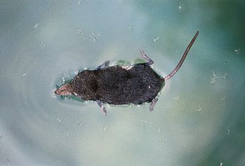 N. fodiens (© Fernando di Fabrizio)
