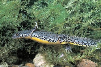 T. alpestris (© (autore da inserire))