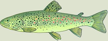 S. trutta (© (autore da inserire))