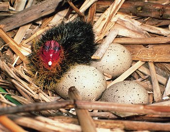 F. atra (© D. Zavalloni)