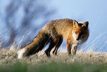 V. vulpes (© (autore da inserire))