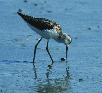 T. stagnatilis (© Glauco Vicario)