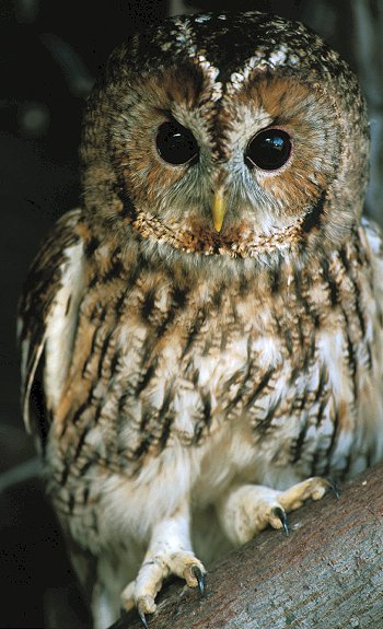 S. aluco (© Osvaldo Locasciulli)