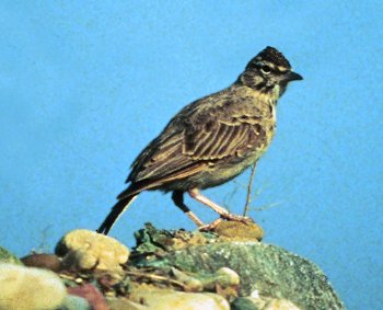 A. arvensis (© Fernando di Fabrizio)
