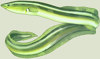 A. anguilla (© (autore da inserire))