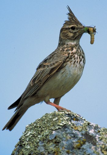 G. cristata (© Roberto Mazzagatti)