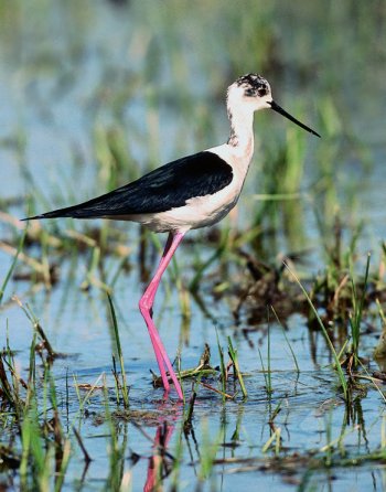 H. himantopus (© Glauco Vicario)