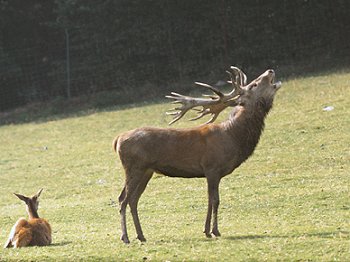 C. elaphus (© D. Zavalloni)