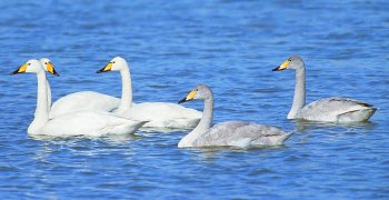 C. cygnus (© Glauco Vicario)