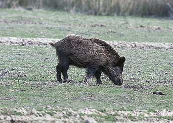 S. scrofa (© Fernando di Fabrizio)