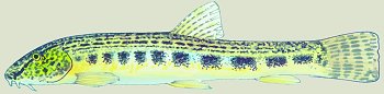 C. taenia (© (autore da inserire))