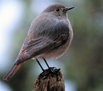 P. phoenicurus (© Roberto Mazzagatti)