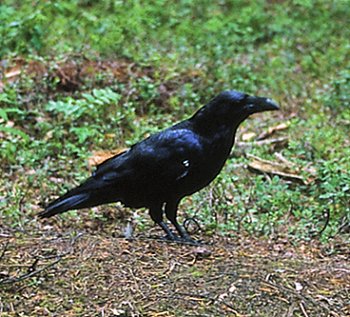 C. corax (© Mario Pellegrini)
