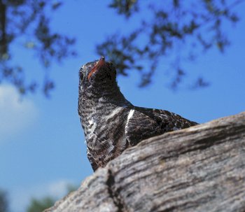 C. canorus (© Fernando di Fabrizio)