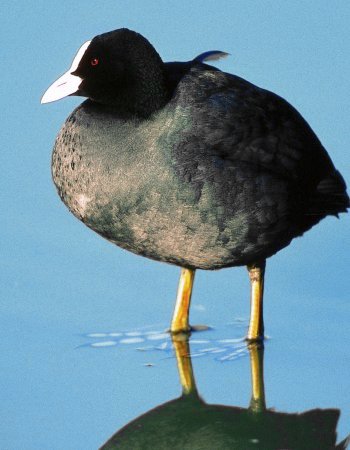 F. atra (© Glauco Vicario)