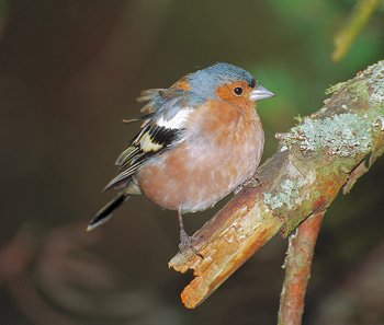 F. coelebs (© Roberto Mazzagatti)