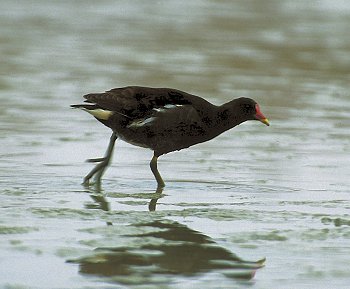 G. chloropus (© Alessandro di Federico)