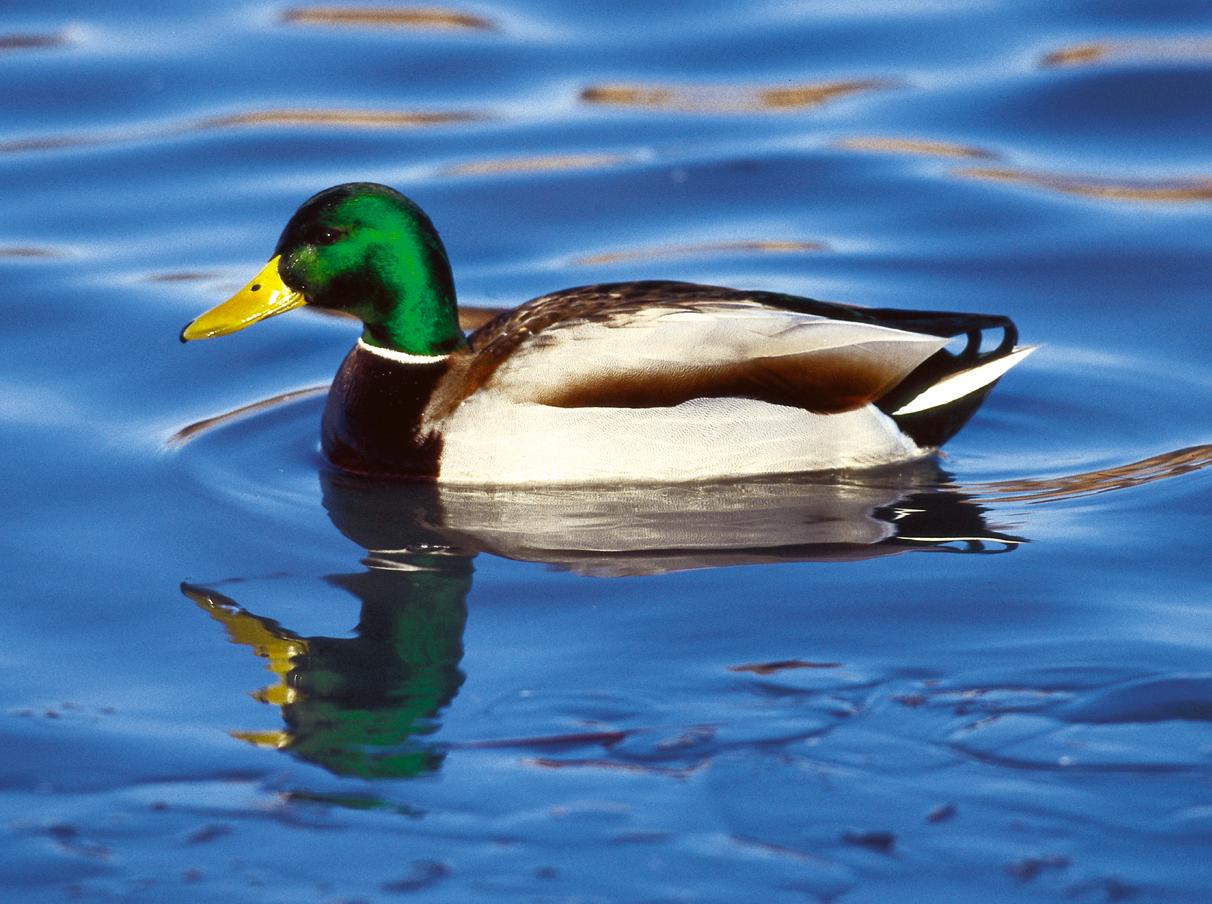 A. platyrhynchos (© (autore da inserire))