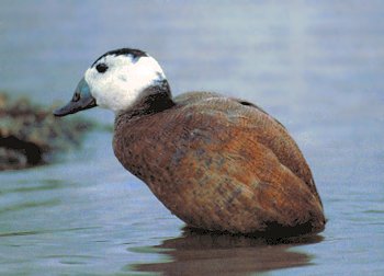 O. leucocephala (&copy; Silvio Pirovano)