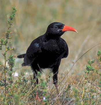 P. pyrrhocorax (© Massimo Pellegrini)