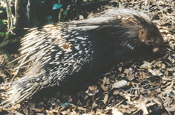 H. cristata (© Fernando di Fabrizio)