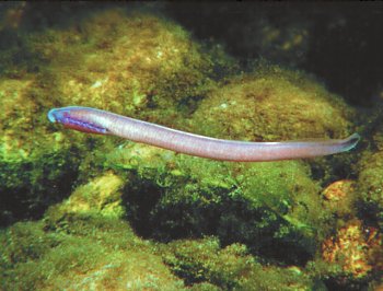L. fluviatilis (© (autore da inserire))
