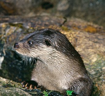L. lutra (© Roberto Mazzagatti)