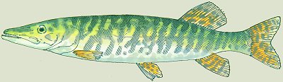 E. lucius (© (autore da inserire))